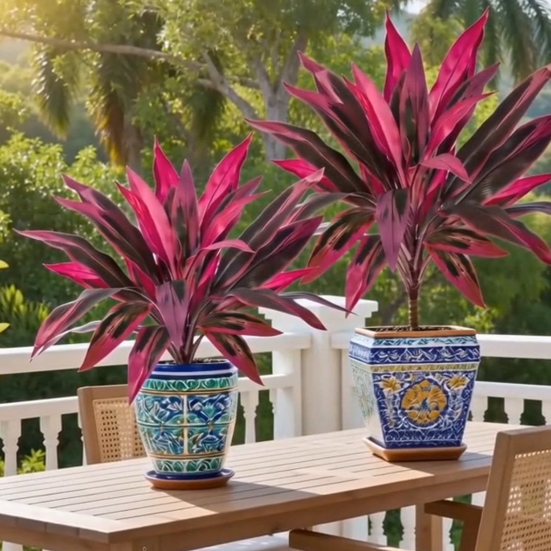🔥Last Day 50% OFF🔥2Pcs Artificial Boston Fern & Dragon's Blood Tree Plants