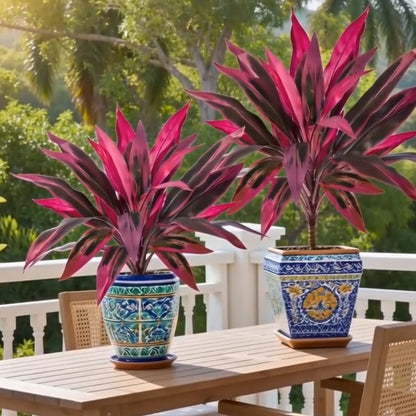 🔥Last Day 50% OFF🔥2Pcs Artificial Boston Fern & Dragon's Blood Tree Plants